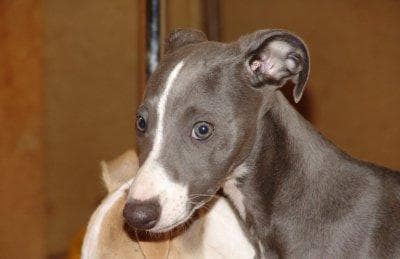 Whippet