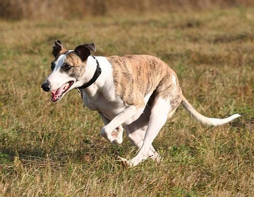Whippet