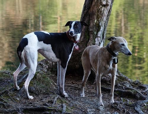 Whippet