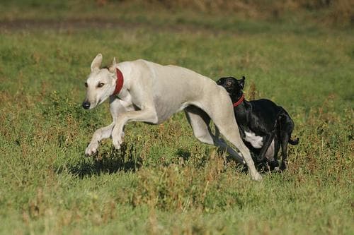 Whippet