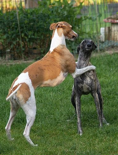 Whippet