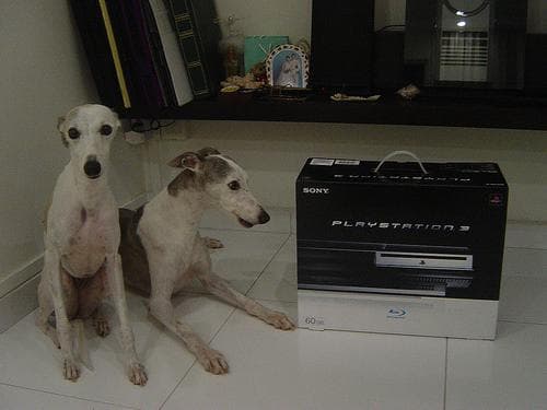 Whippet