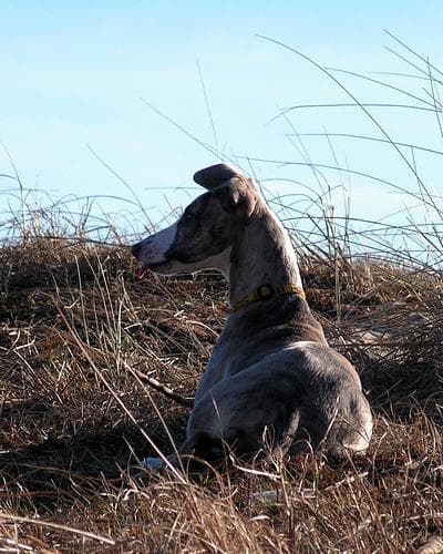 Whippet