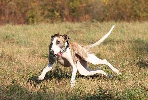 Whippet