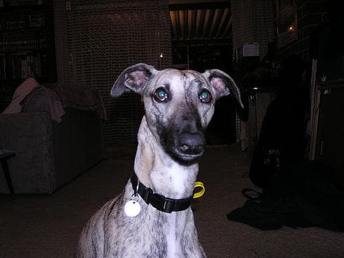 Whippet