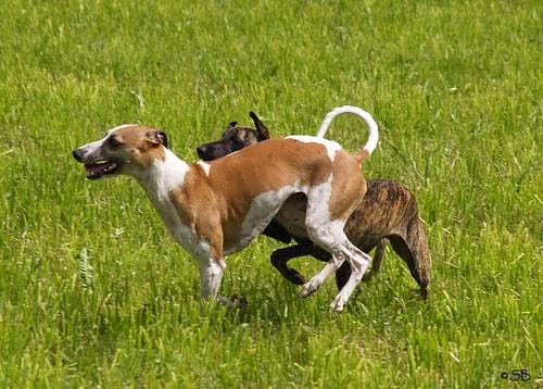 Whippet