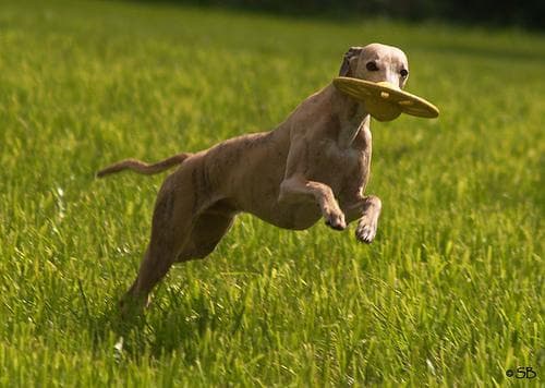 Whippet