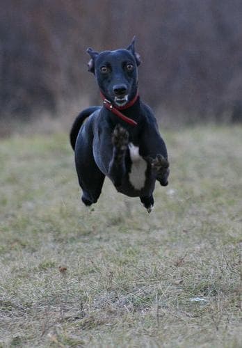 Whippet