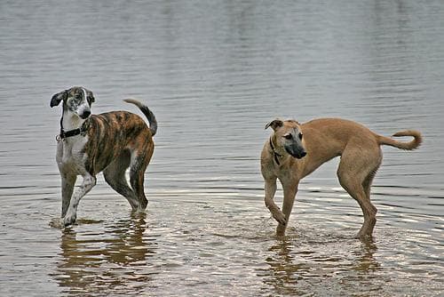 Whippet