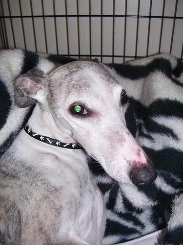 Whippet