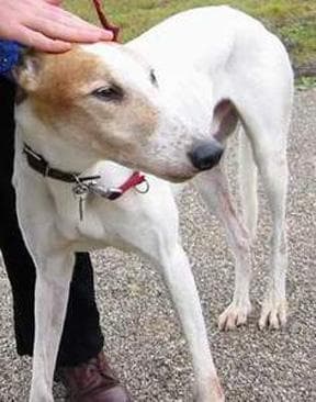 Whippet