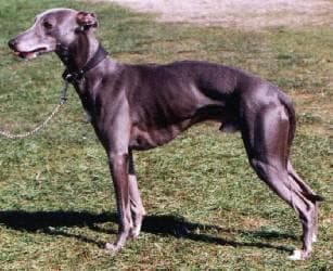 Whippet