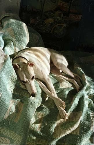 Whippet