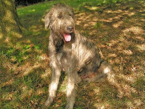 wolfhound
