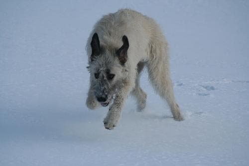 wolfhound