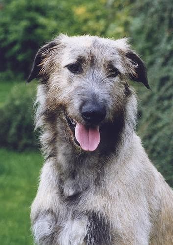 wolfhound