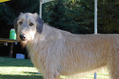 wolfhound