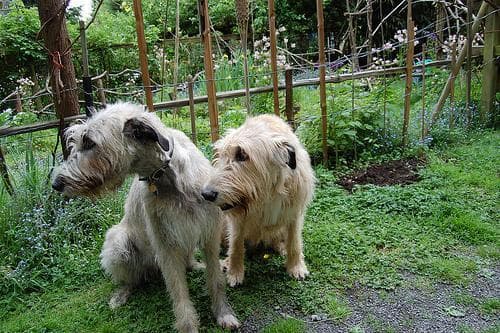 Irish Wolfhound