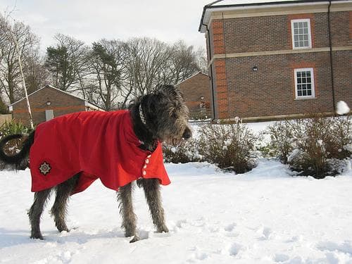 Irish Wolfhound