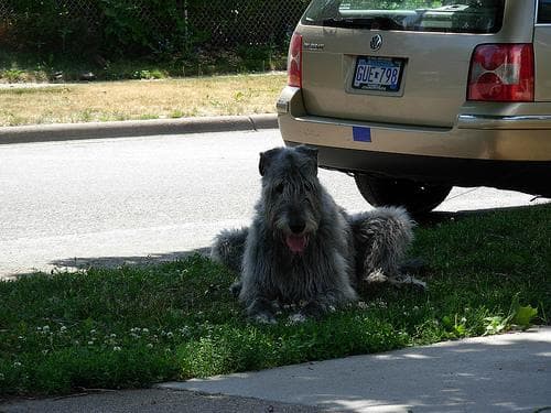 wolfhound