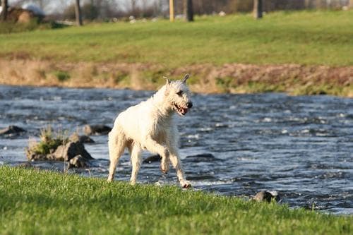 Irish Wolfhound