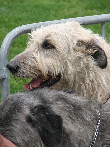wolfhound