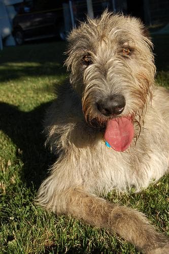 wolfhound
