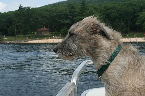wolfhound