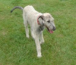 Irish Wolfhound