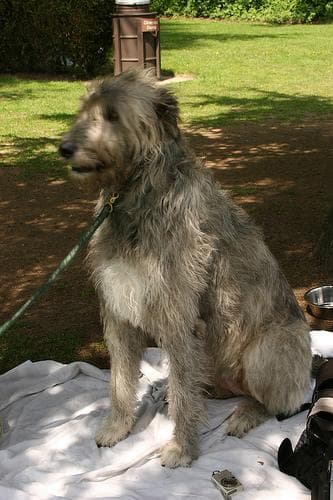 wolfhound
