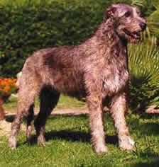 Irish Wolfhound