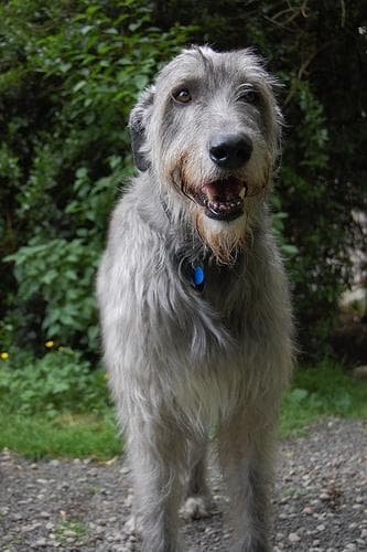 wolfhound