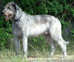 wolfhound
