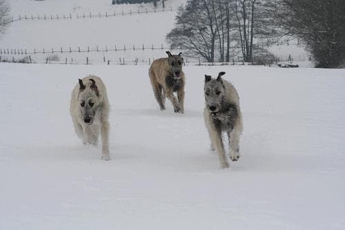 wolfhound