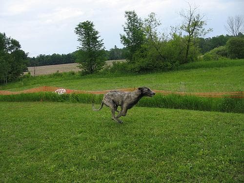 Irish Wolfhound