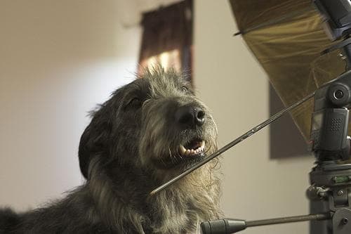 Irish Wolfhound
