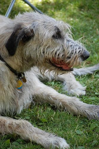 wolfhound