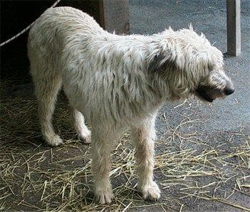 Irish Wolfhound