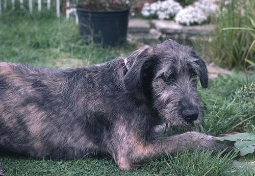 Irish Wolfhound