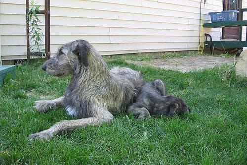 Irish Wolfhound