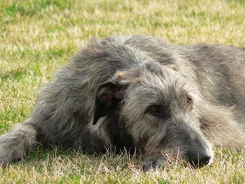 wolfhound