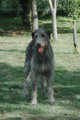 Irish Wolfhound