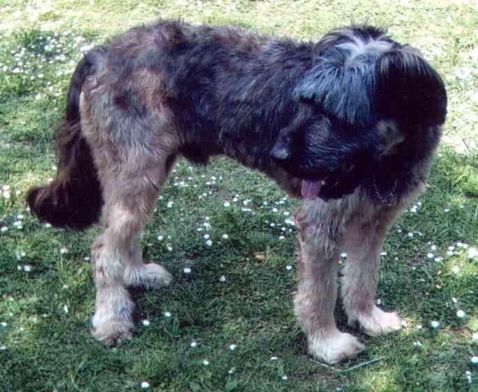Irish Wolfhound