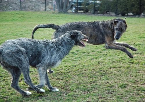 wolfhound