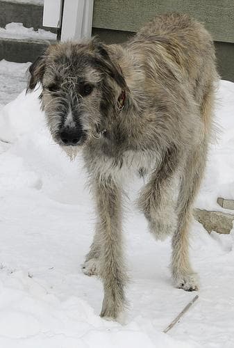 Irish Wolfhound