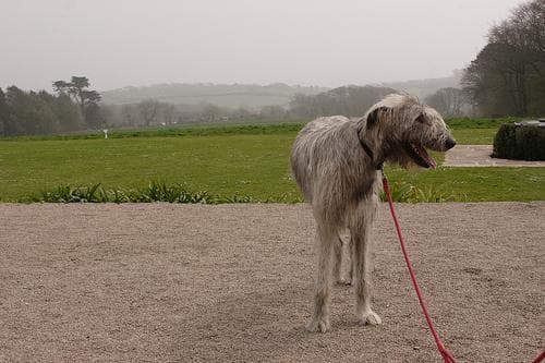 wolfhound