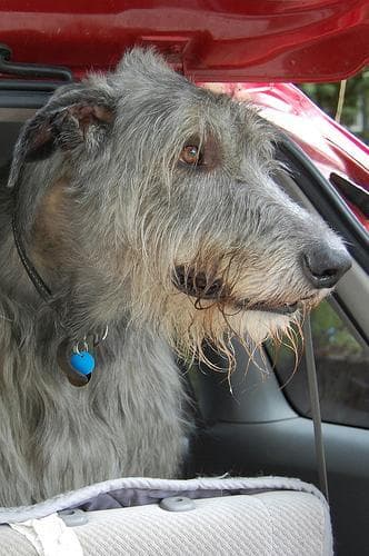 wolfhound