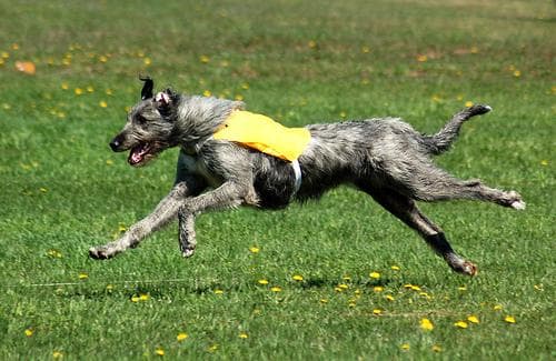 Irish Wolfhound