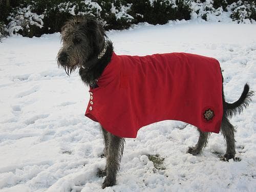 wolfhound