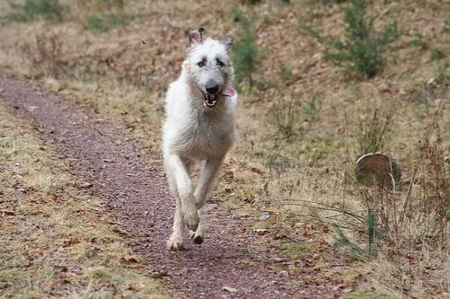 Irish Wolfhound
